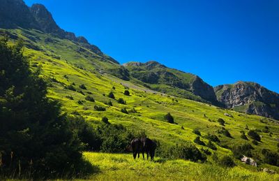 Scenic view of green landscape