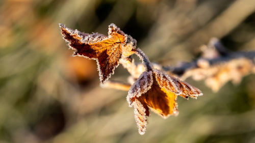 Close-up of dry leaves on frozen plant during winter