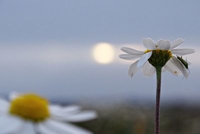 Close-up of white flowering plant against sky