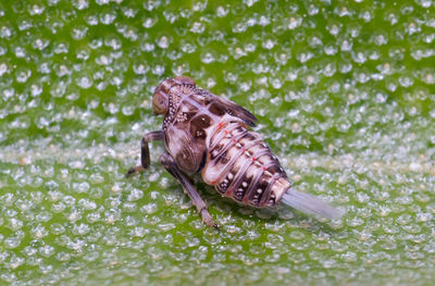 Close-up of a turtle in the sea