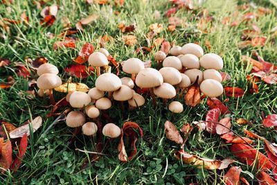 High angle view of mushrooms growing on field