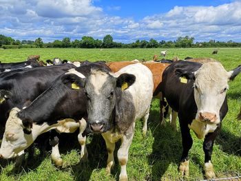 Cows grazing in field