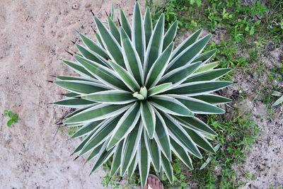 High angle view of cactus plant growing on field