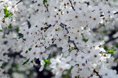 Close-up of cherry blossoms in spring