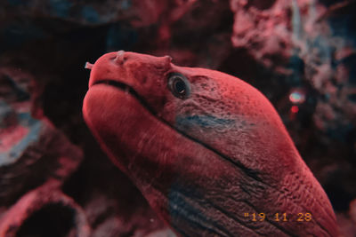 Close-up of fish swimming in aquarium