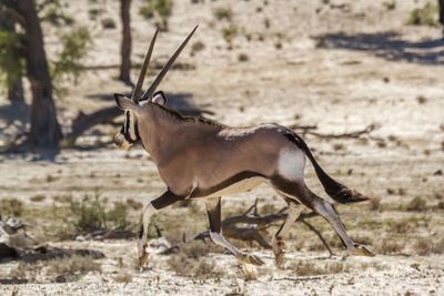 Deer standing on field