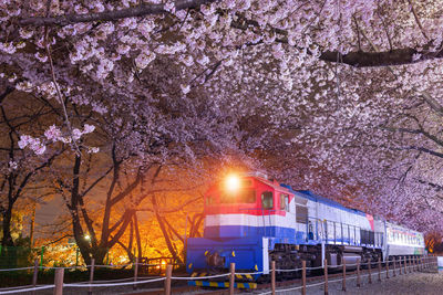 View of cherry blossom at night