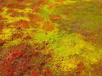 Close-up of autumn leaves on grass