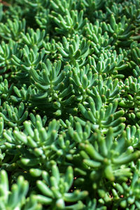 Full frame shot of green plants