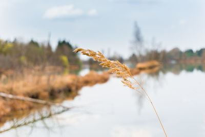 Close-up of plant against sky