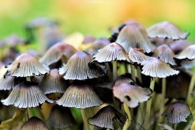 Close-up of mushrooms growing on field