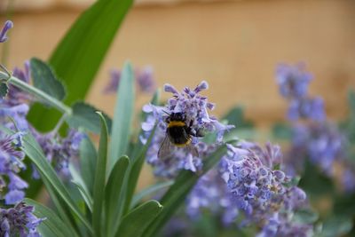 Close-up of bee pollinating on purple flower