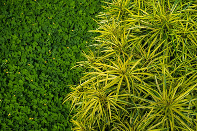 Green and yellow plant textures