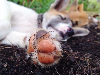 Close-up of dog paw on field