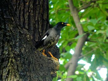 Bird perching on tree trunk