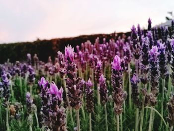 Close-up of lavender flowers growing on field against sky