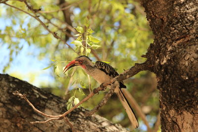 Bird perching on a tree