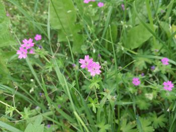 High angle view of pink flowers blooming outdoors