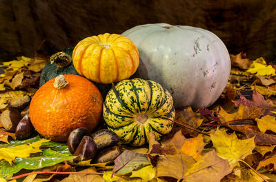 Close-up of pumpkins on autumn leaves