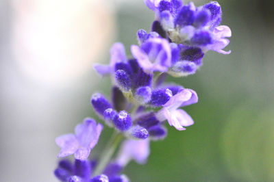 Close-up of purple flowers blooming outdoors