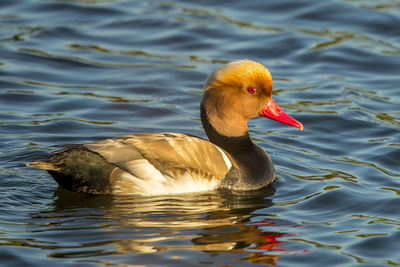 Close-up of duck swimming in lake