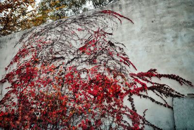 Low angle view of trees