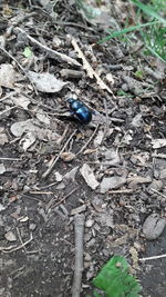 Close-up of housefly on ground