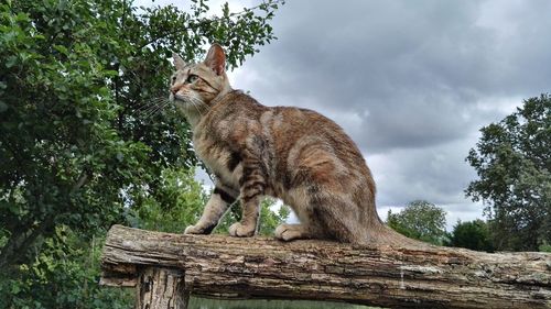 Cat sitting on branch against sky