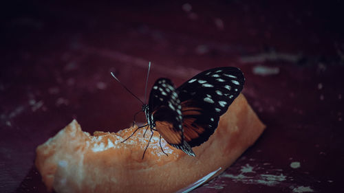 Close-up of butterfly