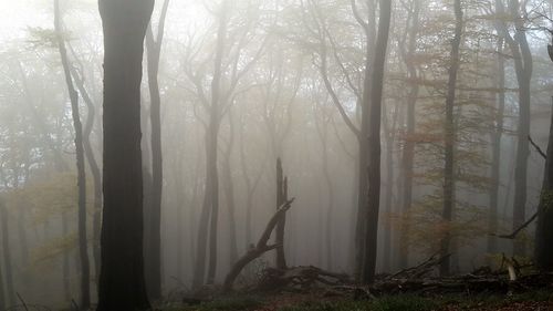 Sunlight streaming through trees in forest