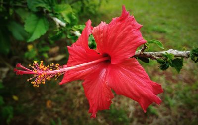 Close-up of pink hibiscus blooming outdoors