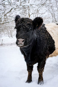 Close-up of horse standing on snow