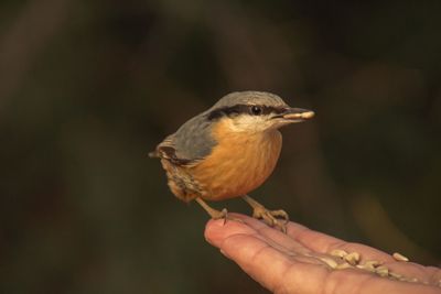 Close-up of hand holding bird