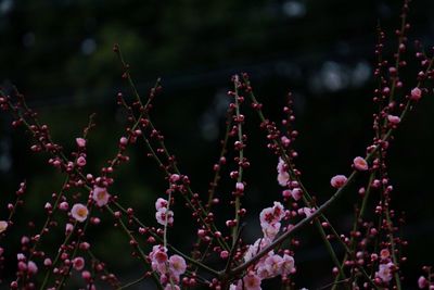 Close-up of plant against blurred background