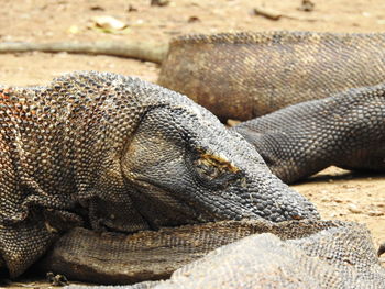 Close-up of a lizard