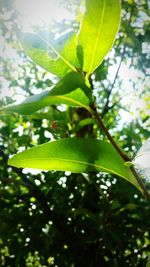 Close up of green leaves