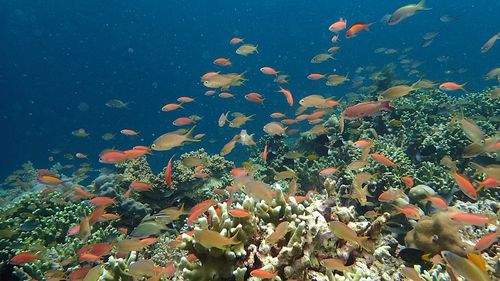 Fish swimming in sea