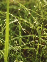 Close-up of grass in field
