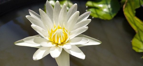 Close-up of white flower