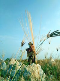 Low angle view of a bird flying over field
