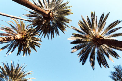 Low angle view of palm trees against clear blue sky