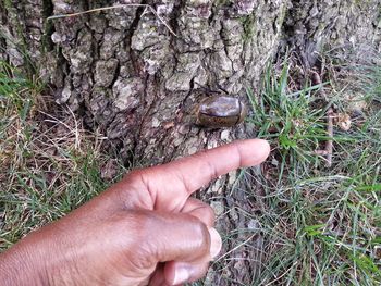 Close-up of hand holding grass