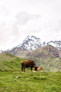 Cows grazing on field against sky