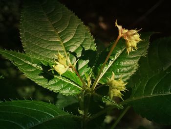 Close-up of insect on plant