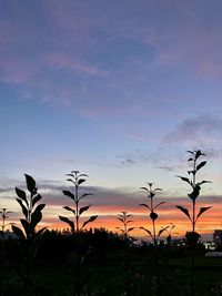 Silhouette plants on field against sky during sunset