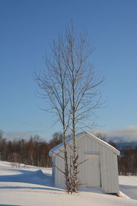 Bare tree on snow covered field against clear blue sky