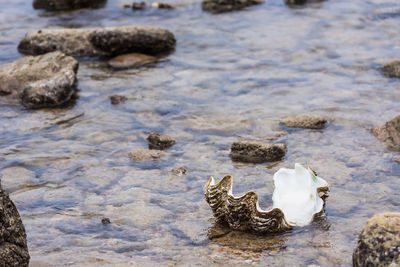 High angle view of rocks on shore