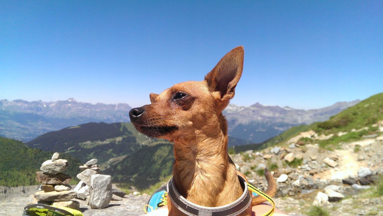 one animal, animal themes, dog, mountain, domestic animals, mammal, sky, pets, sunlight, no people, clear sky, outdoors, day, tree, nature, close-up