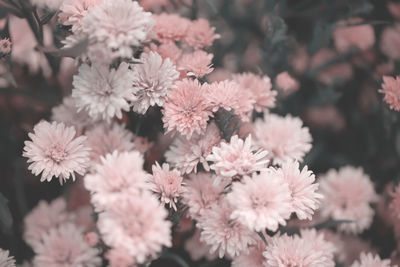 Close-up of pink flowering plants