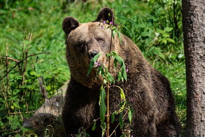 Bear in a forest